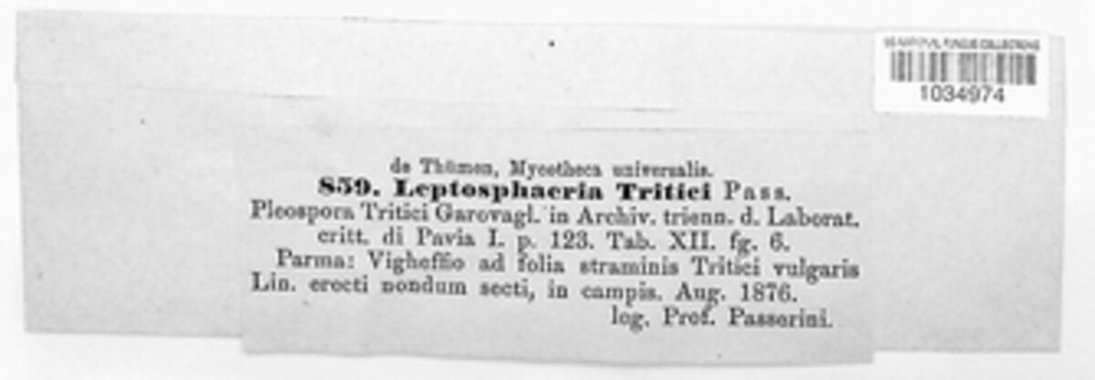 Leptosphaeria avenaria image